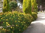 Flores de la entrada a los Centros La Paz