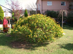 Flores del jardín de los Centros La Paz